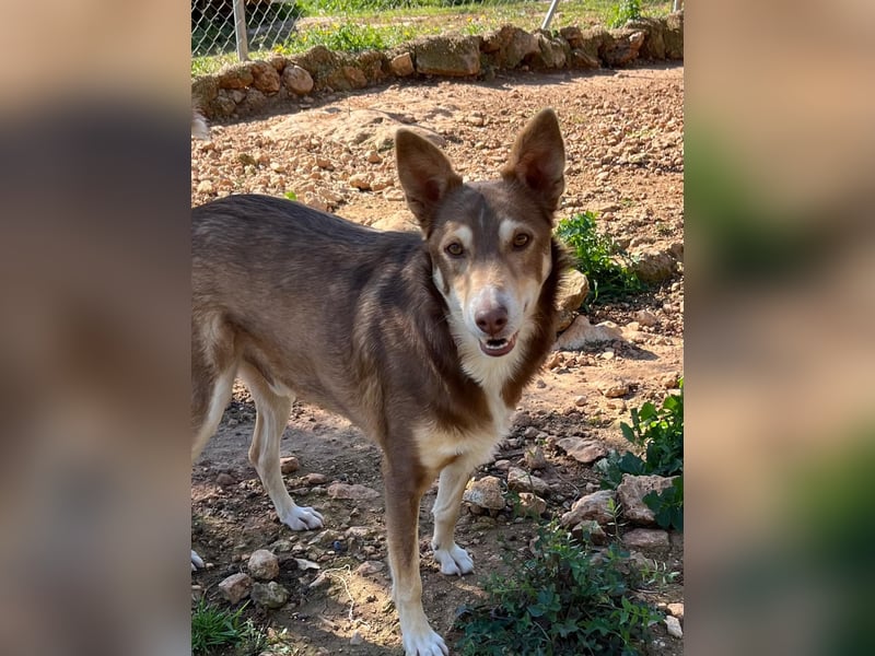 fröhlicher freundlicher agiler JACO