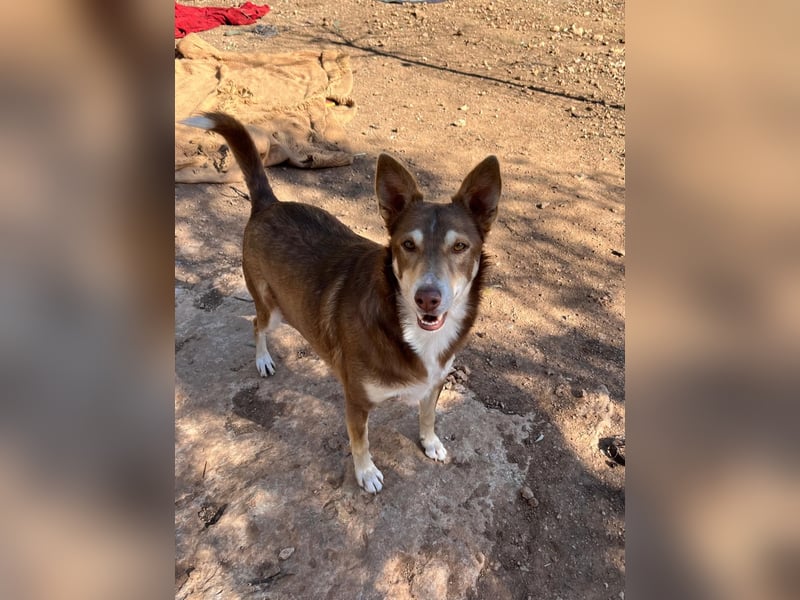 fröhlicher freundlicher agiler JACO