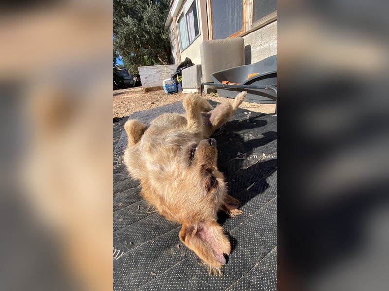 Tramp – ein sanfter Herzenshund