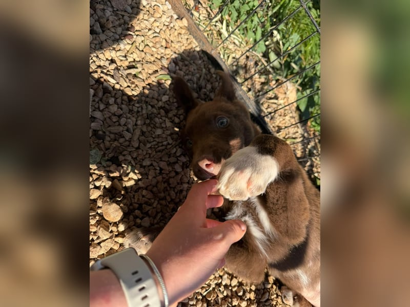 Muss Georg alleine im Tierheim zurück bleiben ?