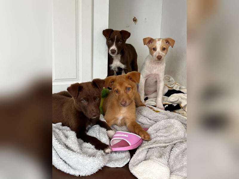 Muss Georg alleine im Tierheim zurück bleiben ?