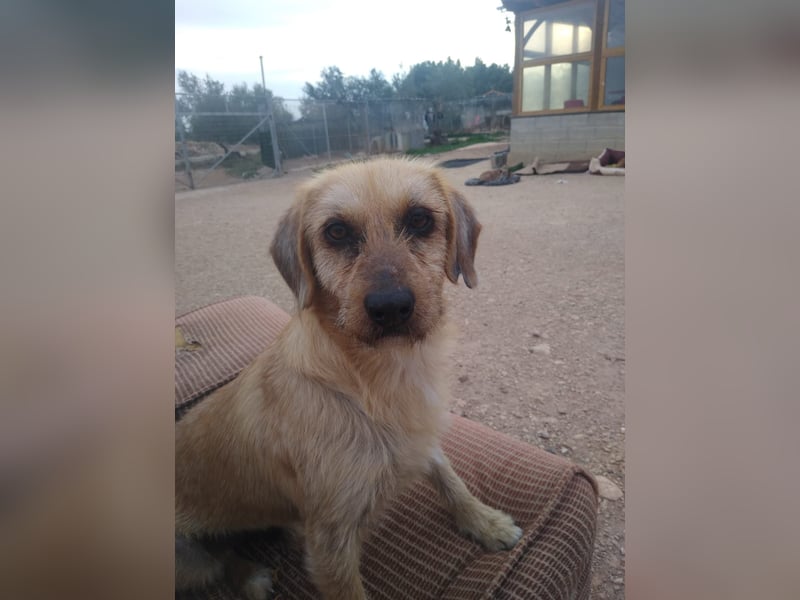 Tramp – ein sanfter Herzenshund