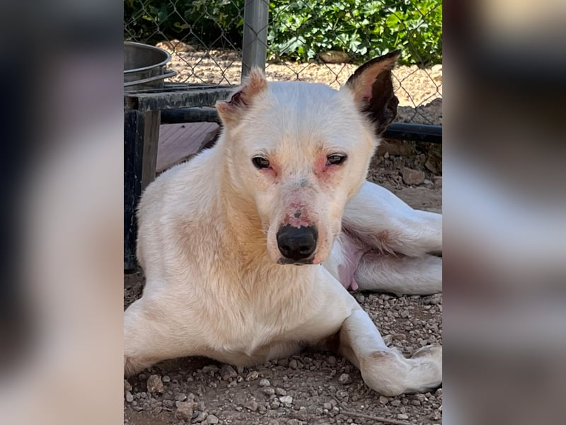 Nata – zartes Herz sucht liebevolles Zuhause