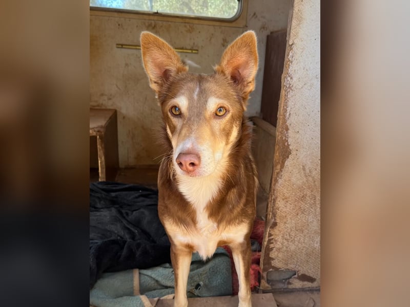 fröhlicher freundlicher agiler JACO