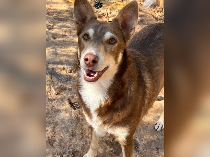 fröhlicher freundlicher agiler JACO