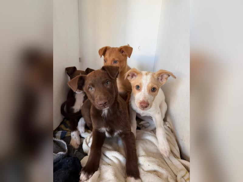 Muss Georg alleine im Tierheim zurück bleiben ?