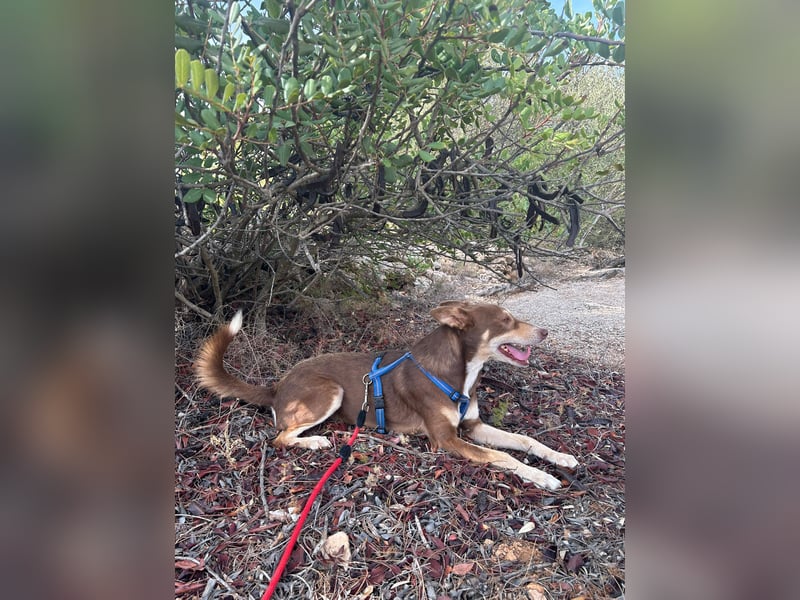 fröhlicher freundlicher agiler JACO