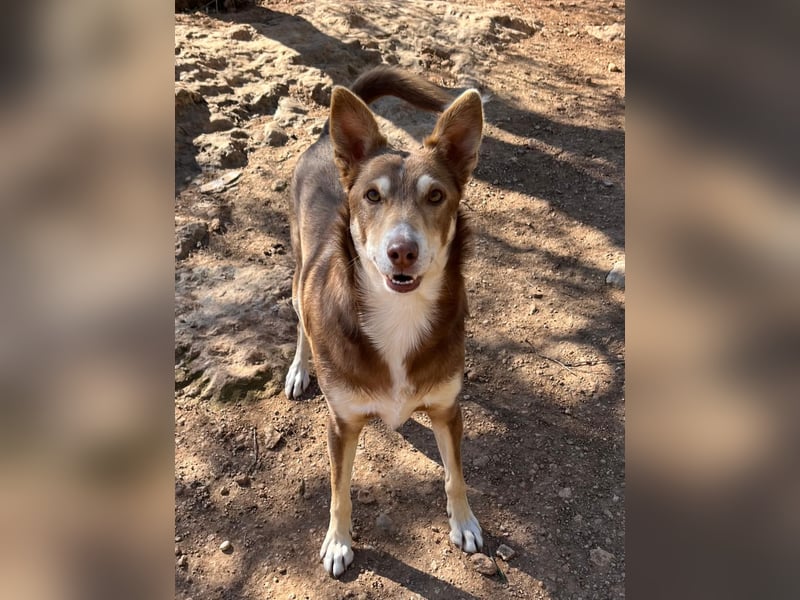 fröhlicher freundlicher agiler JACO