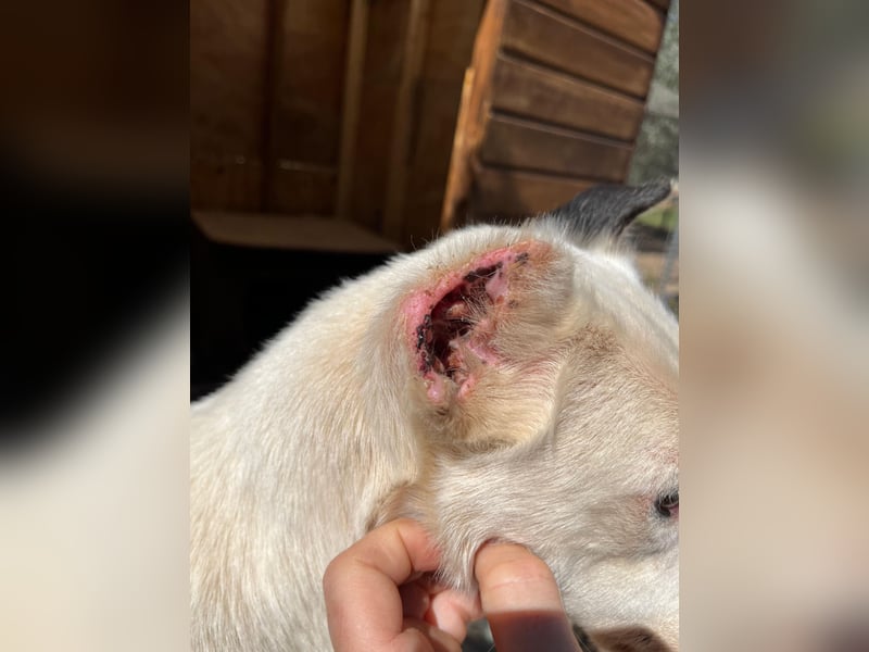 Nata – zartes Herz sucht liebevolles Zuhause