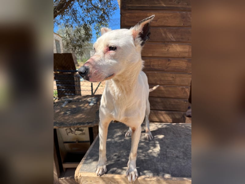 Nata – zartes Herz sucht liebevolles Zuhause