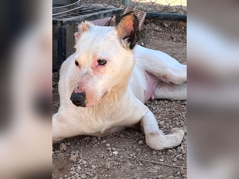 Nata – zartes Herz sucht liebevolles Zuhause