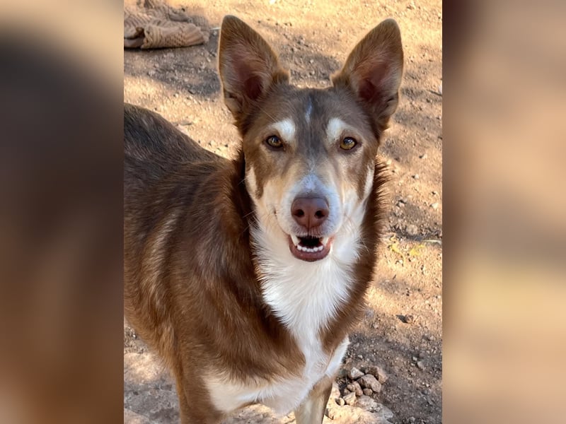fröhlicher freundlicher agiler JACO