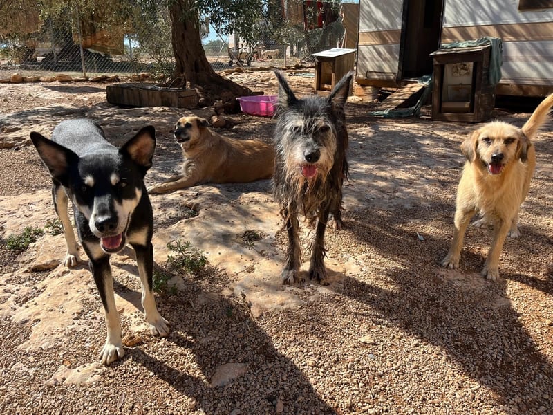Tramp – ein sanfter Herzenshund