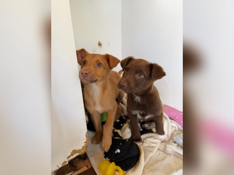 Muss Georg alleine im Tierheim zurück bleiben ?