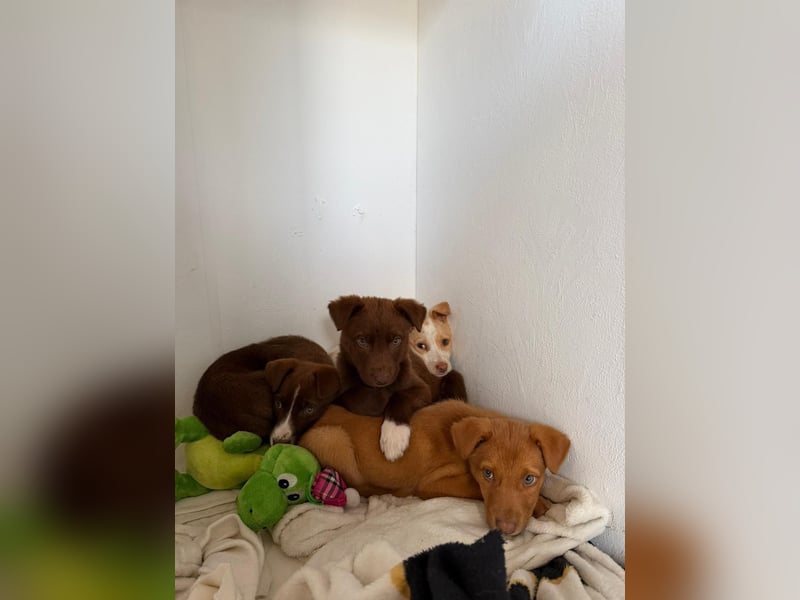 Muss Georg alleine im Tierheim zurück bleiben ?