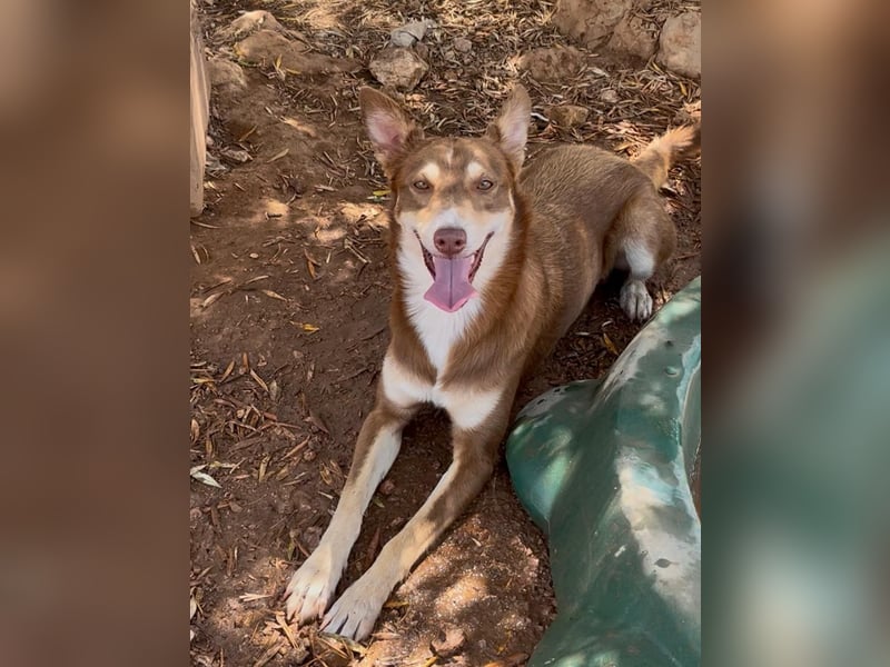 fröhlicher freundlicher agiler JACO