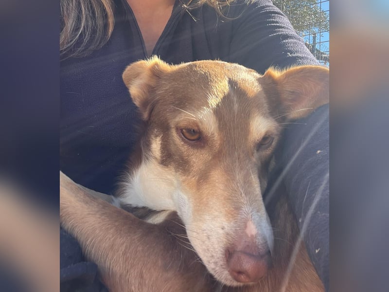 fröhlicher freundlicher agiler JACO