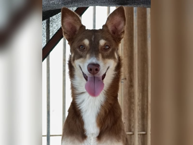 fröhlicher freundlicher agiler JACO