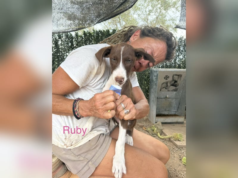 RUBY sucht ihre Familie