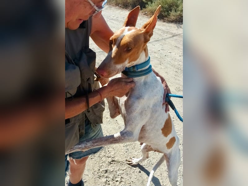 Aravis - Podenco Andaluz Hündin - freundlich, neugierig, lernwillig