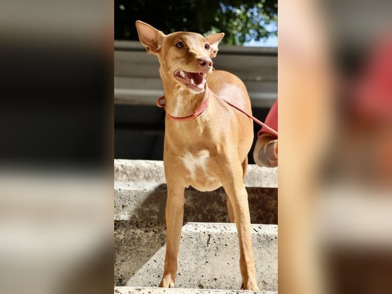 Florinda, freundlich, verspielt, neugierig, bereits in Deutschland