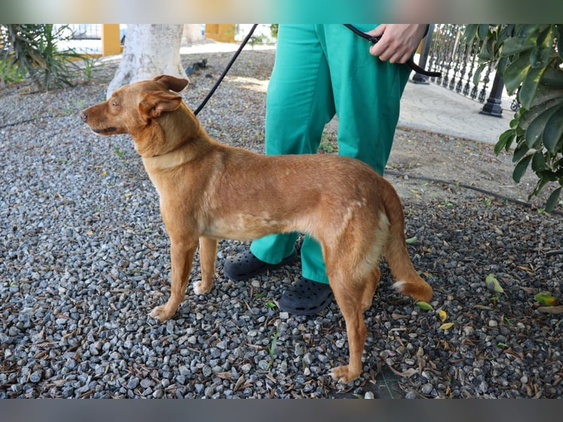 Coral, lernt schnell, verschmust und Familiengeeignet