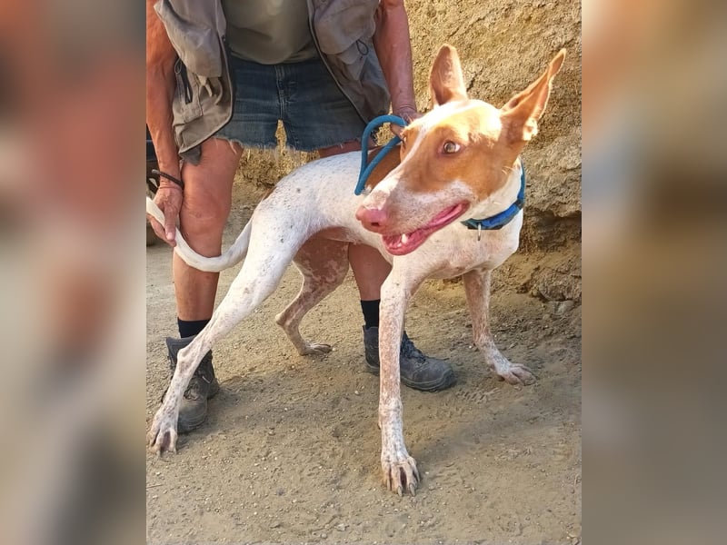 Aravis - Podenco Andaluz Hündin - freundlich, neugierig, lernwillig