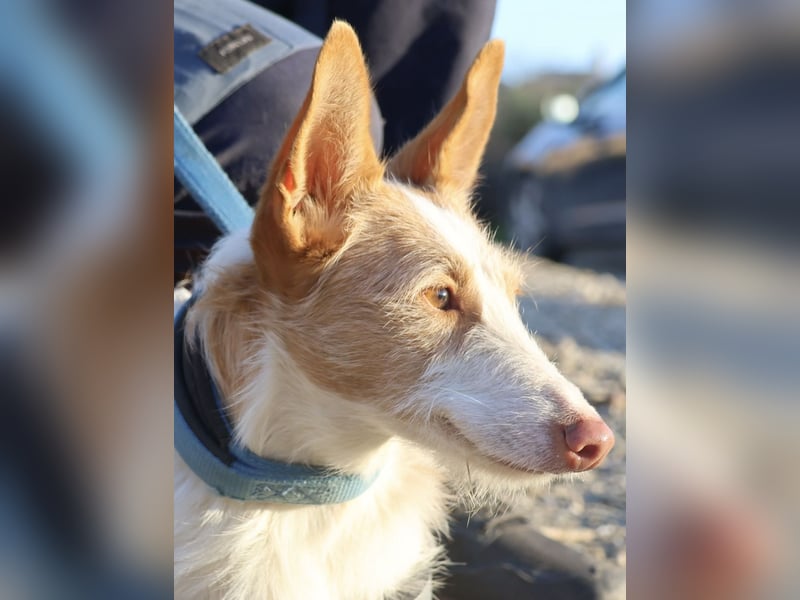 Happy - verschmust, lernwillig und neugierig