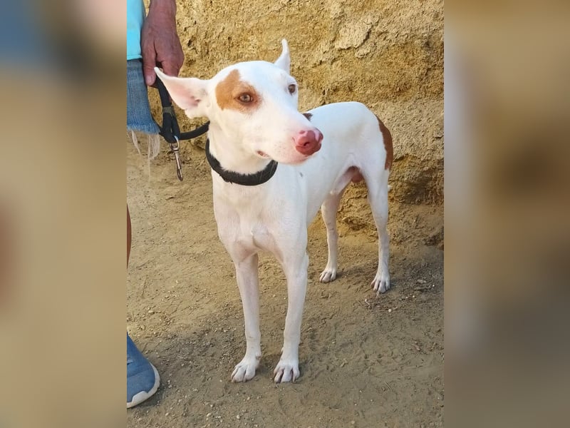 Dingo - Podenco Andaluz Rüde - neugierg, zutraulich, aktiv