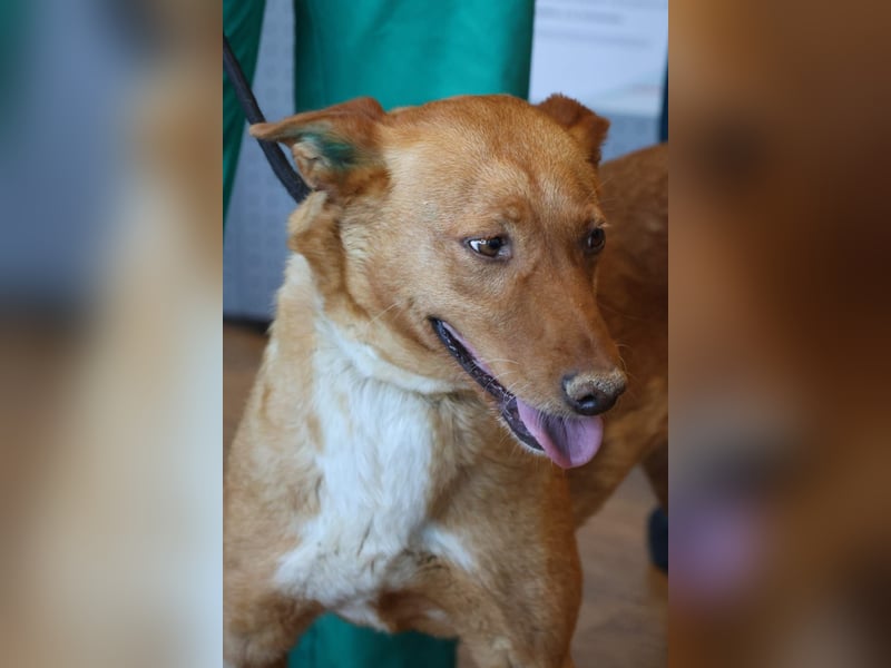 Coral, lernt schnell, verschmust und Familiengeeignet