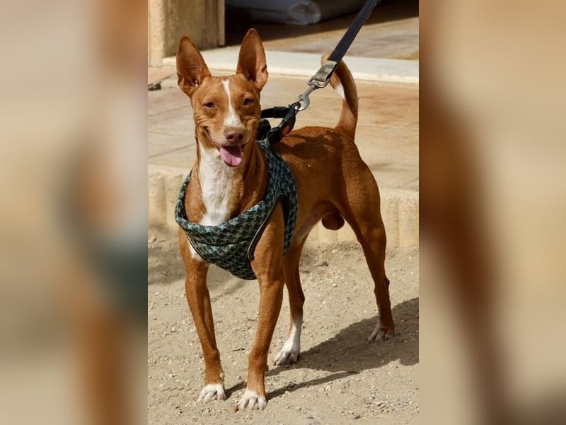 Willie - verschmust, leinenführig und freundlich