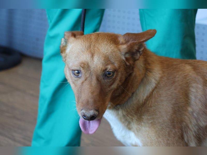 Coral, lernt schnell, verschmust und Familiengeeignet