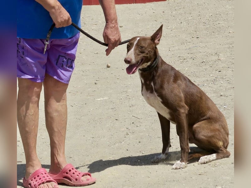 Roqui - sehr loyal, klug und freundlich
