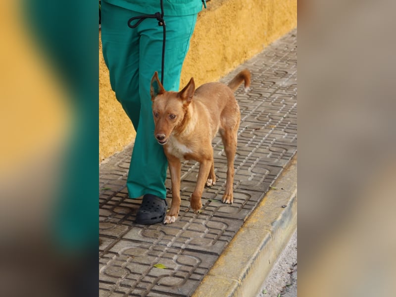 Coral, lernt schnell, verschmust und Familiengeeignet