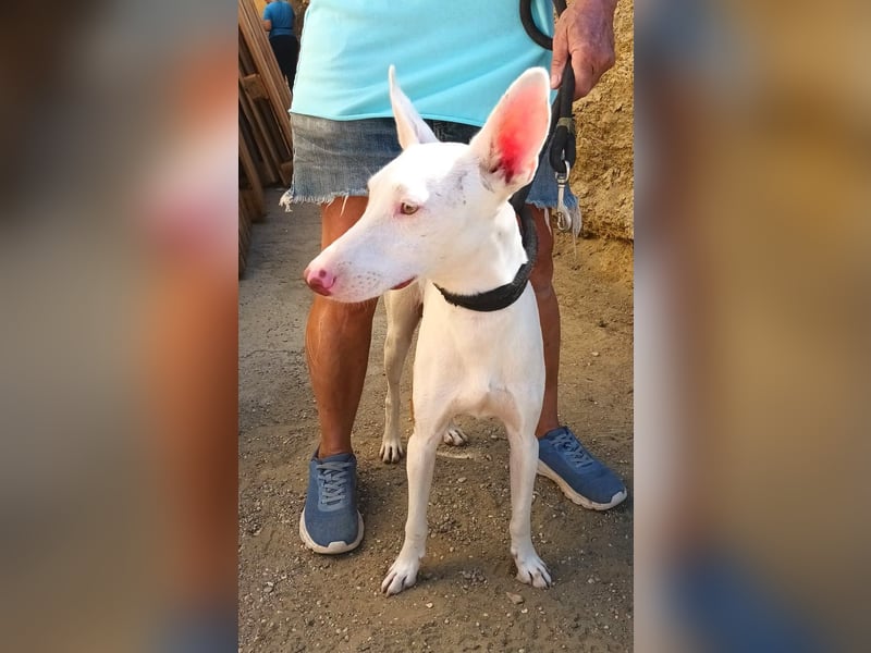 Dingo - Podenco Andaluz Rüde - neugierg, zutraulich, aktiv