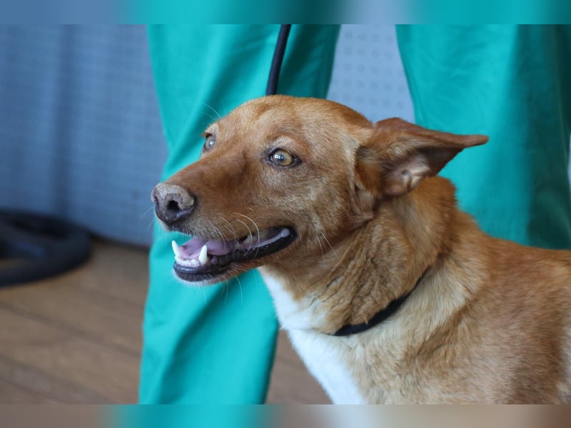 Coral, lernt schnell, verschmust und Familiengeeignet