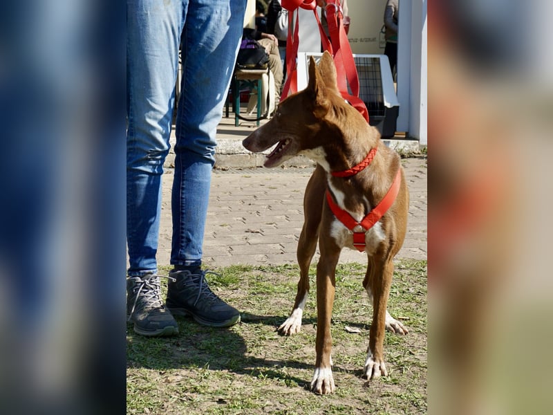 Roqui - loyal, freundlich und lernwillig / BEREITS IN DEUTSCHLAND