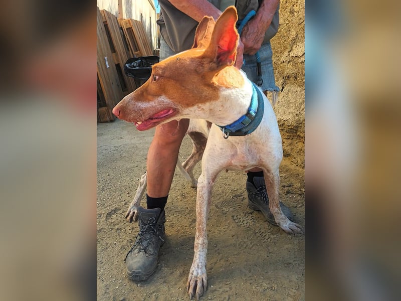 Aravis - Podenco Andaluz Hündin - freundlich, neugierig, lernwillig