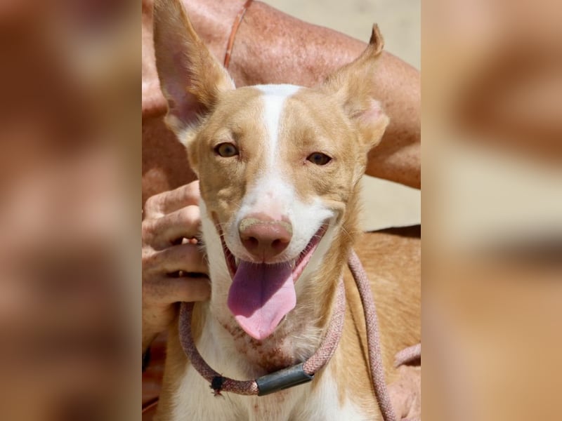 Rood - freundlich, aufgeschlossen und neugierig