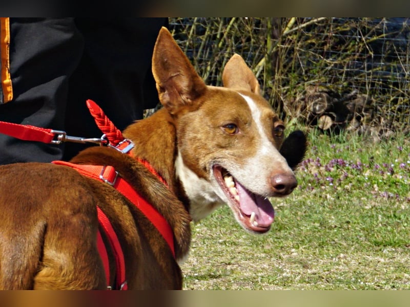 Roqui - loyal, freundlich und lernwillig / BEREITS IN DEUTSCHLAND