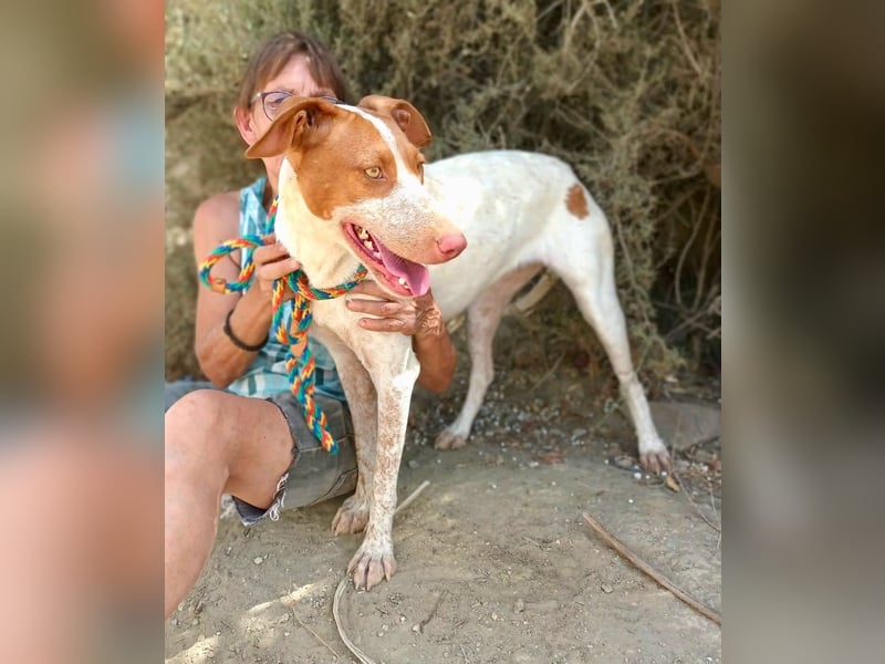 Hesperia, Podenco-Mix - neugierig, verschmust, Familien geeignet