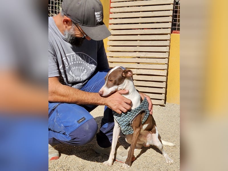 Nutello  freundlich, lässt sich gerne anfassen und aufmerksam