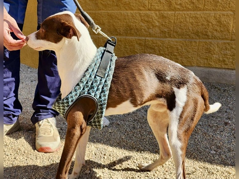 Nutello  freundlich, lässt sich gerne anfassen und aufmerksam