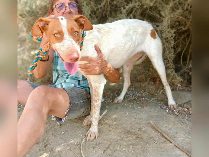 Hesperia, Podenco-Mix - neugierig, verschmust, Familien geeignet