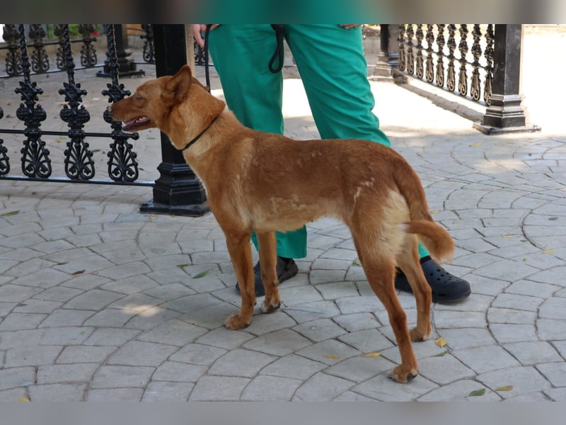 Coral, lernt schnell, verschmust und Familiengeeignet