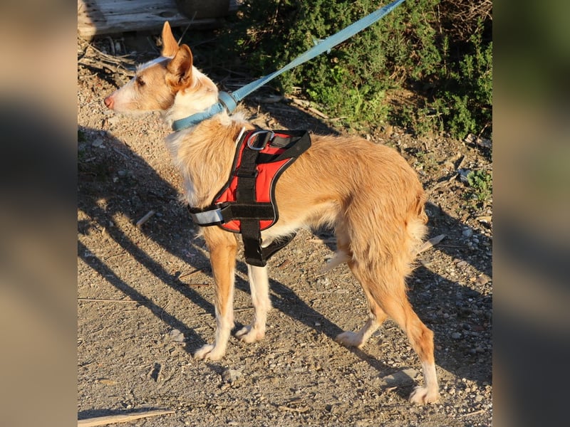 Happy - verschmust, lernwillig und neugierig