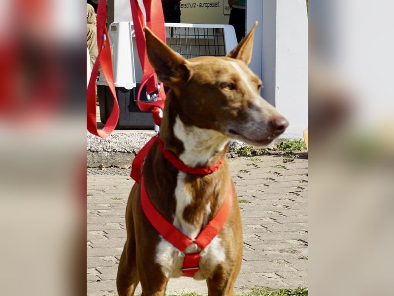 Roqui - loyal, freundlich und lernwillig / BEREITS IN DEUTSCHLAND