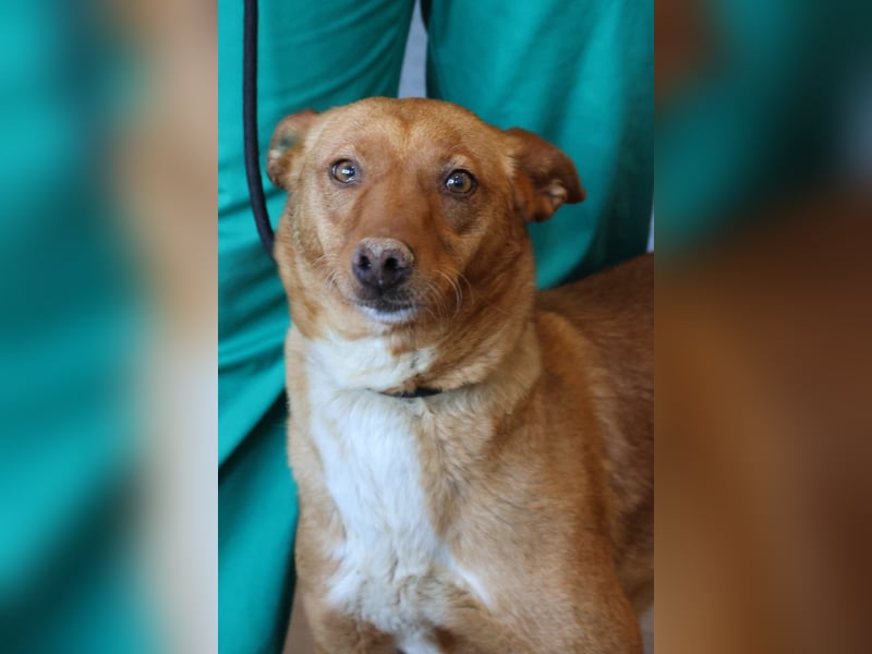 Coral, lernt schnell, verschmust und Familiengeeignet