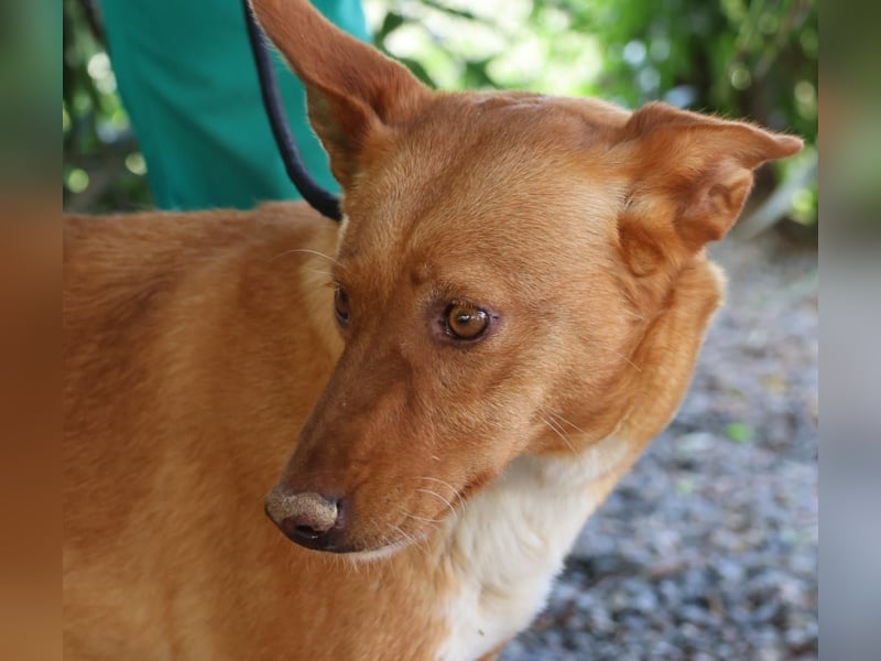 Coral, lernt schnell, verschmust und Familiengeeignet