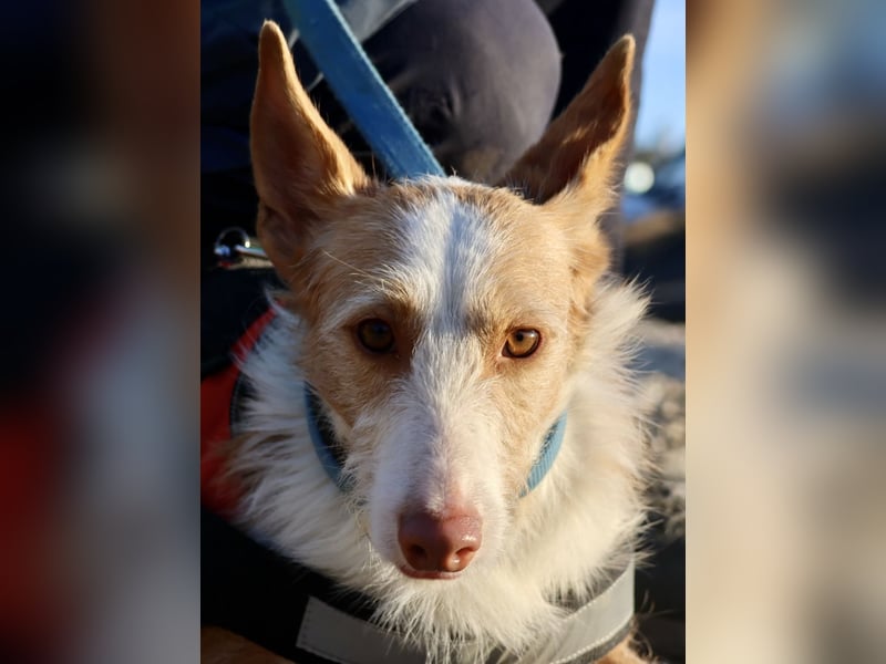 Happy - verschmust, lernwillig und neugierig